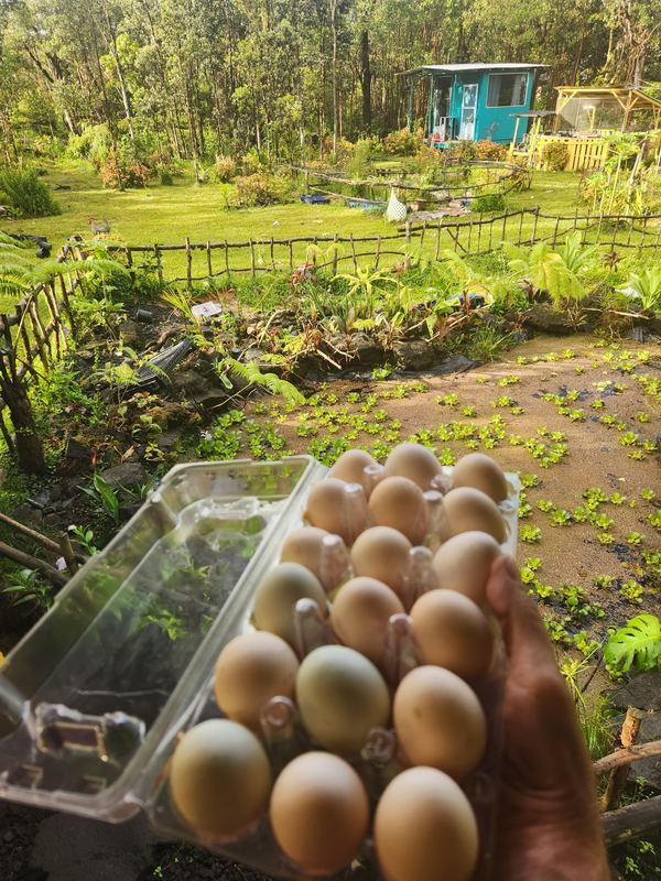 Fresh eggs from the farm