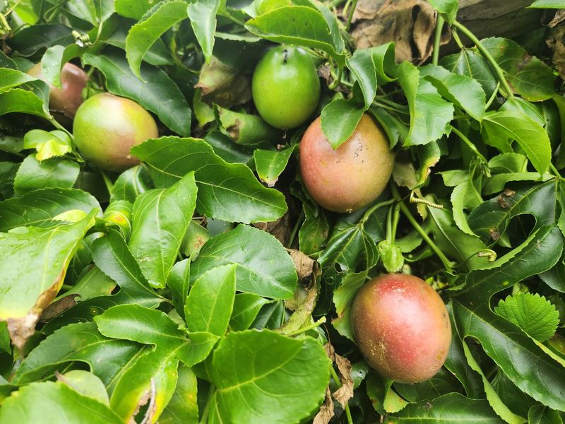 Lilikoʻi on the vine