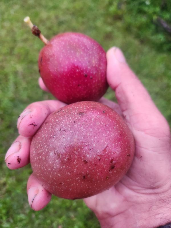Hand holding ripe purple lilikoʻi