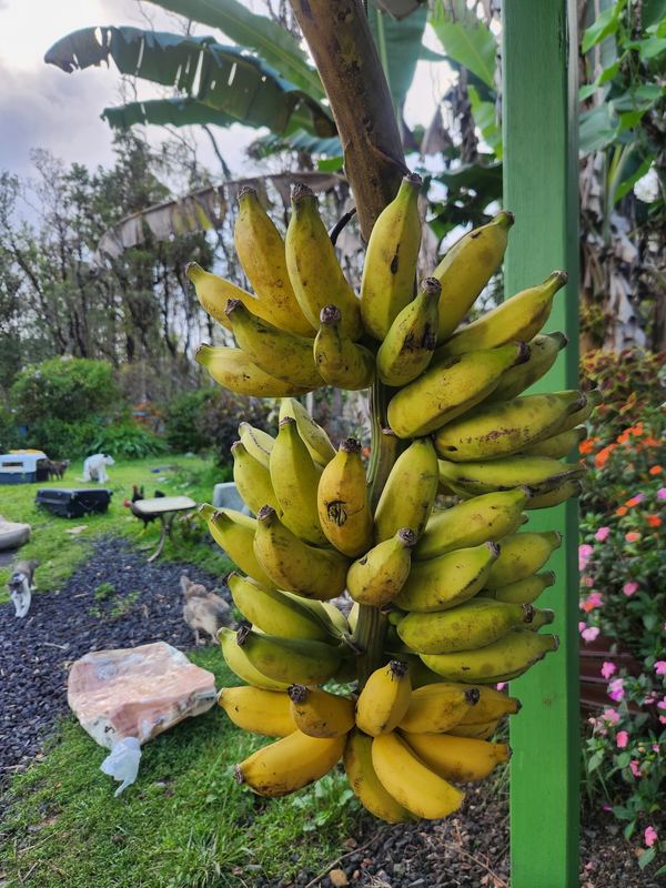 Bunch of ripening bananas