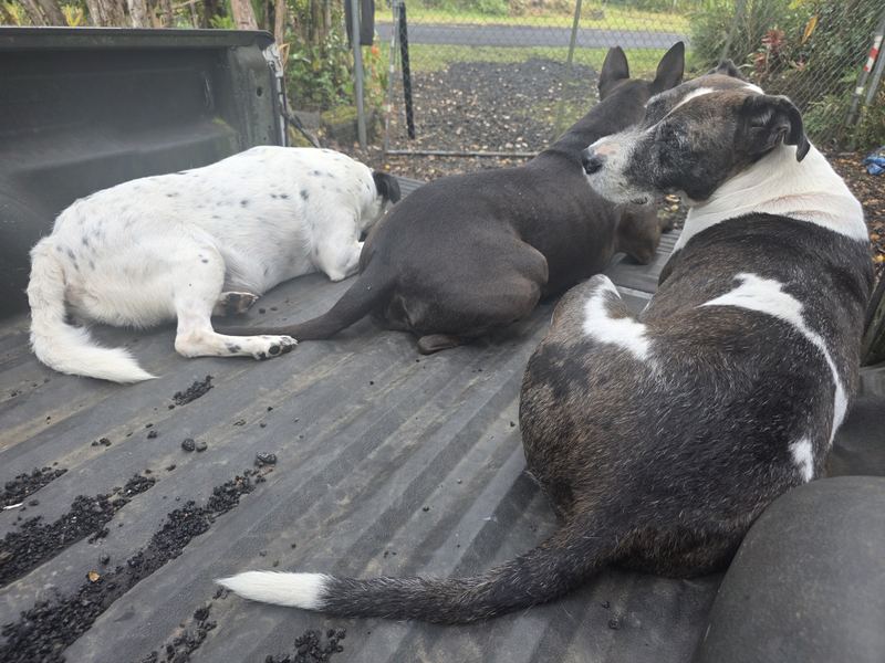 Dogs in the bed of a pickup