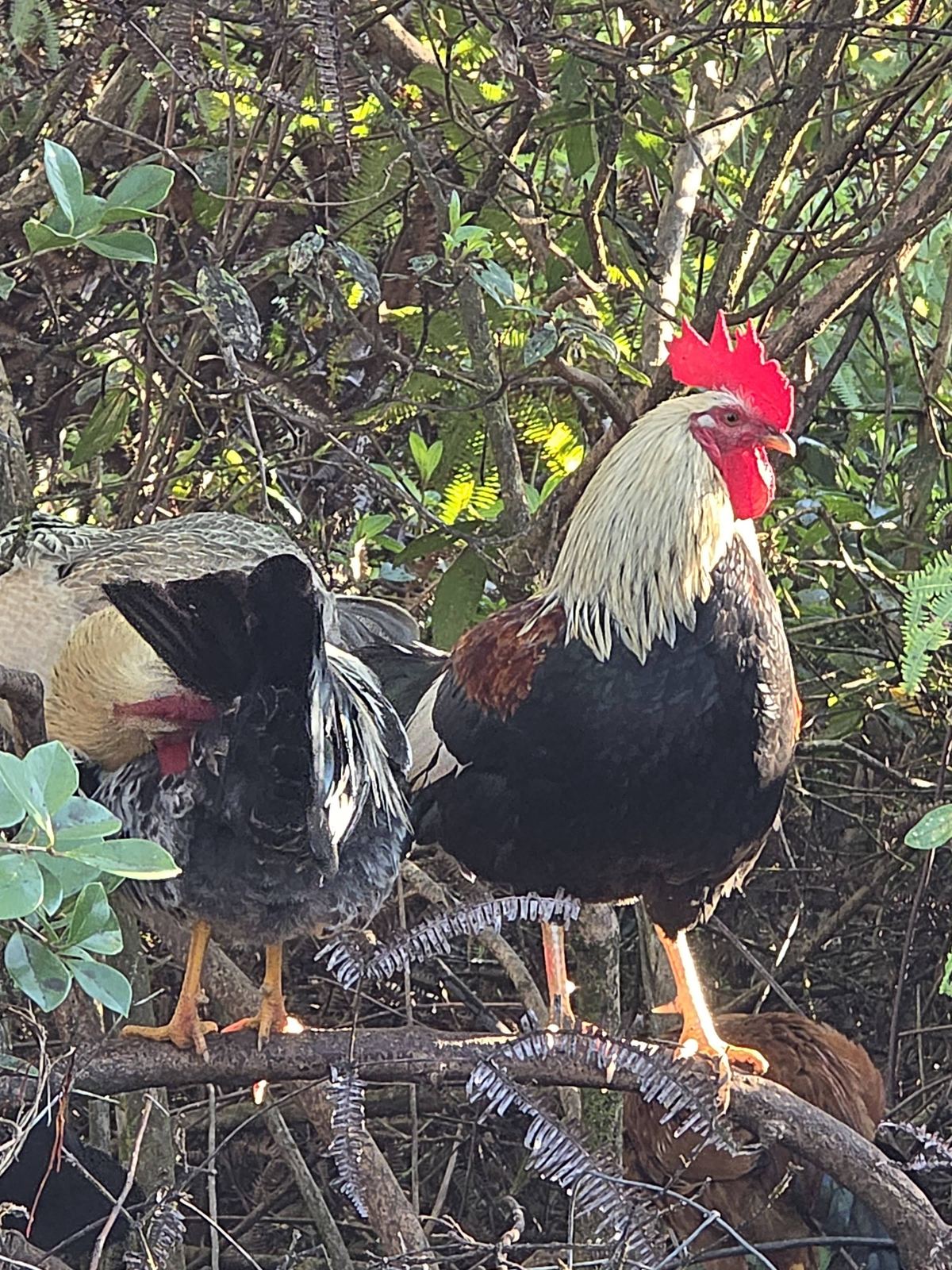Roosters perched on branches