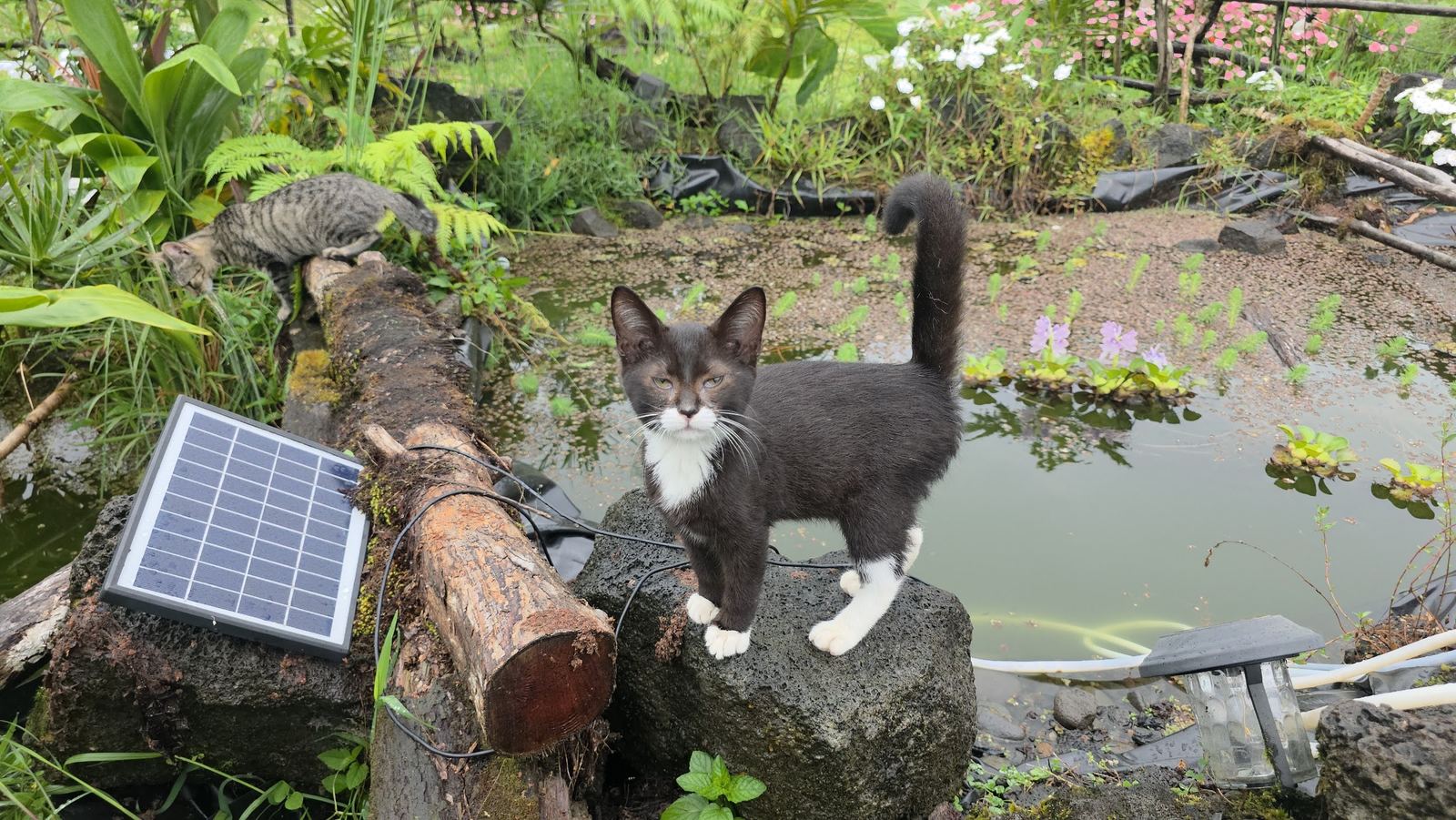 Kitten on the rock wall by the pond