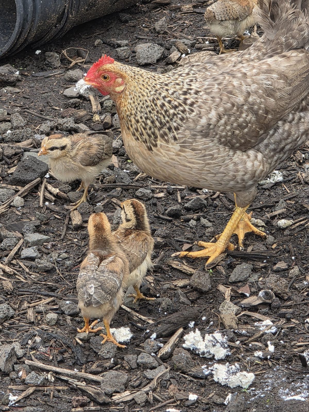 Hen with chicks