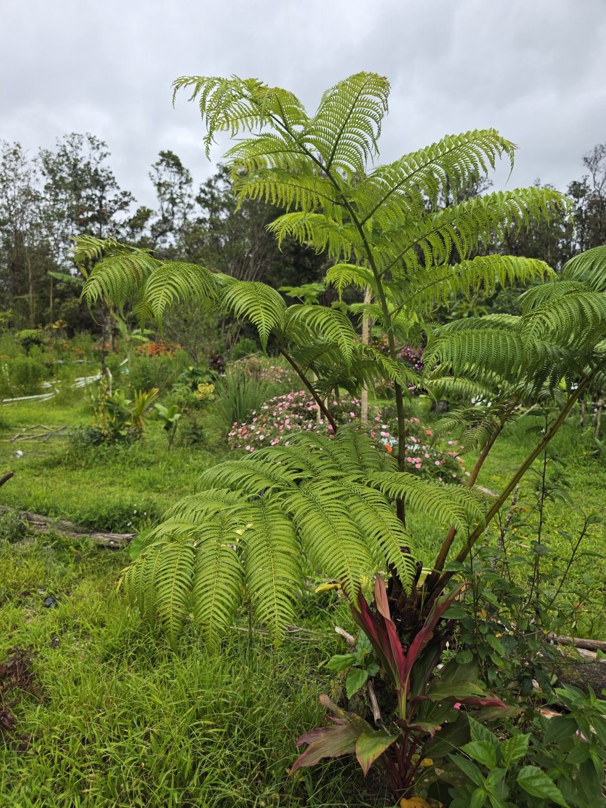 Tree fern in the rainforest