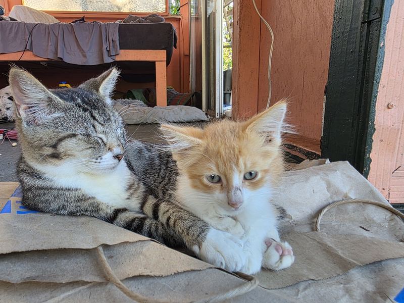 Two kittens asleep together