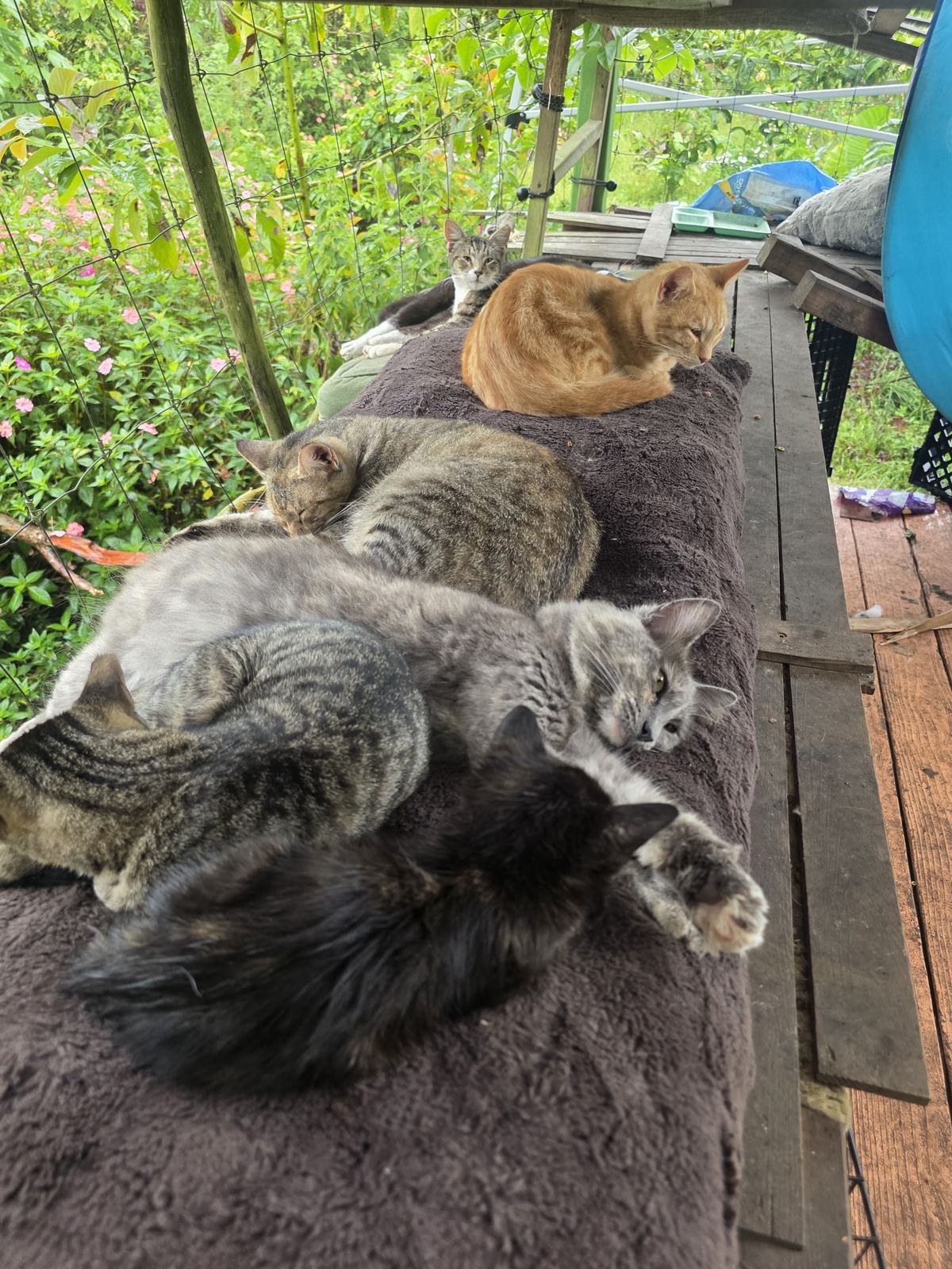 Several rescue cats sleeping together