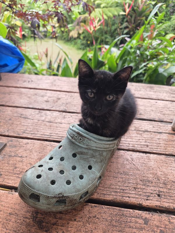 Kitten in a green Croc on the deck