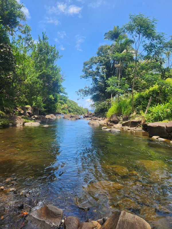 River stretch through jungle