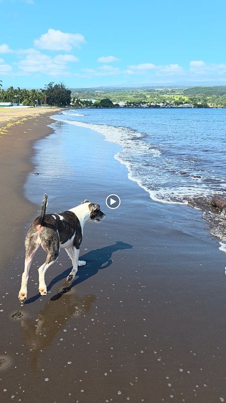 Dog on a dark sand beach