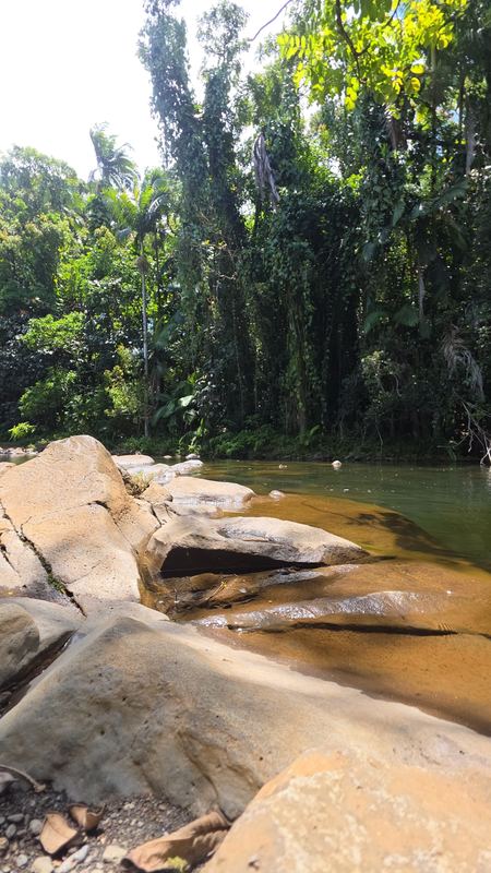 River boulders and rainforest