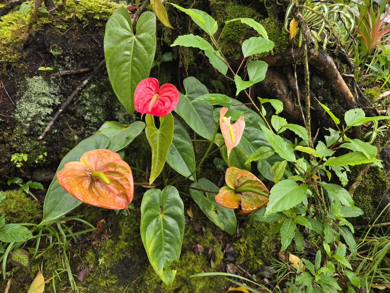 Pink and peach anthuriums by a mossy rock at FlashTown