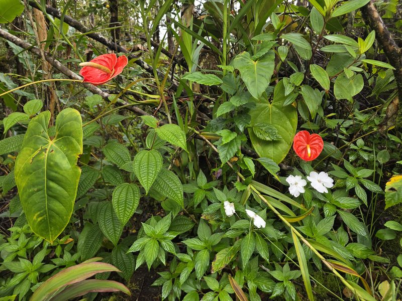 Red anthuriums and white impatiens in the garden at FlashTown