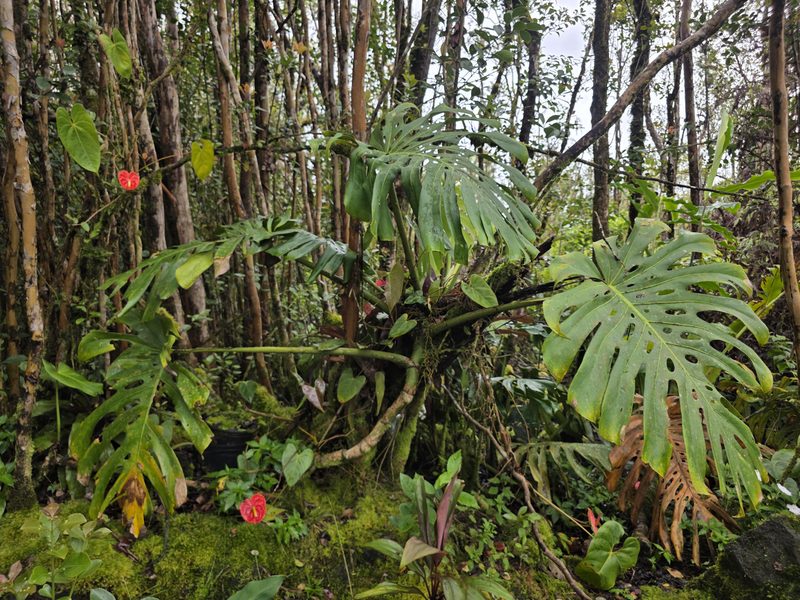 Red anthuriums under monstera in the forest at FlashTown