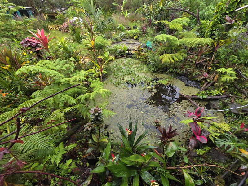 Pond with duckweed, ferns, and purple water flowers