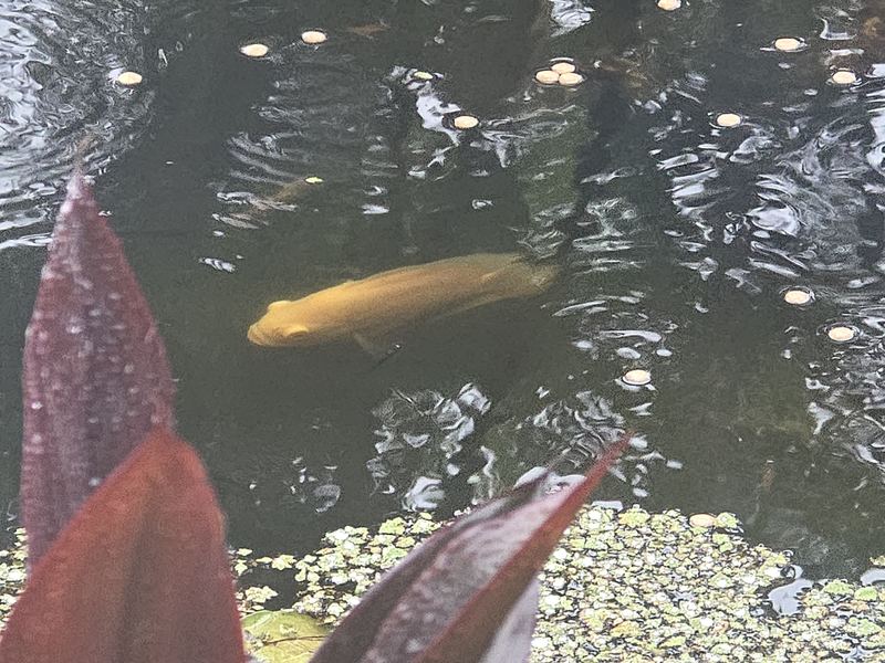 Yellow fish feeding at the pond surface